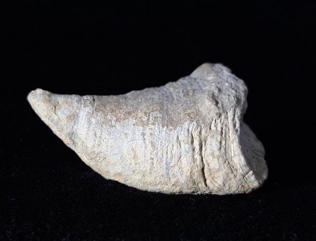 Calceola sandalina (LINNAEUS 1771) - Bild © FossNet FossilienStore